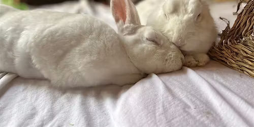 Western Mass Vegan Food Fest: January Edition