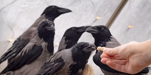 TELTH\u00c1Z - Tavaszi Varj\u00fasimogat\u00f3 - Mentett varjak, galambok, kacs\u00e1k \u00e9s tavaszi \u00f6r\u00f6mk\u00f6d\u00e9s