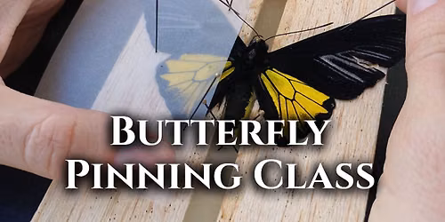 Butterfly Pinning Class with Cait