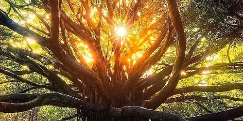 Free Friday Wind Down Meditation!
