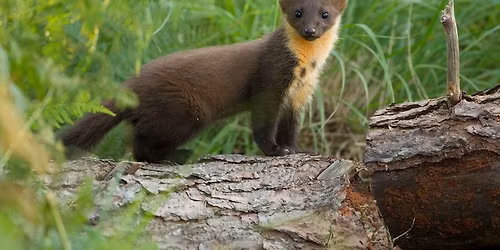 Pine Marten General Public drop-in