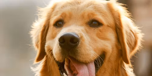 Adoption Day at Petworld Knocknacarra Galway