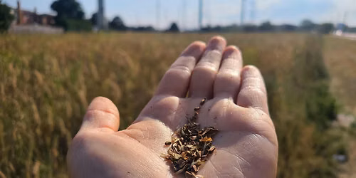 Wildflower Seed collection in the Meadoway with Toronto Master Gardeners