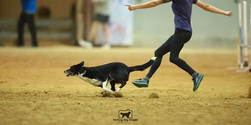 Rachel Pearson Agility Seminars