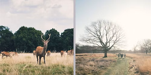 Summer Social Hike: 12 KM Richmond Park & Putney Heath