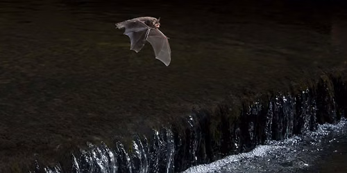 Bat Walk at Cassiobury Park