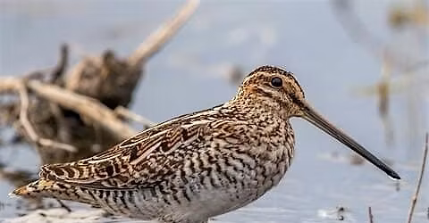 Fall Birding at Kensington