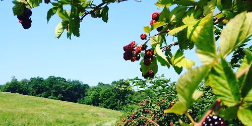 Calvert's Gift Farm at Takoma Park Farmer's Market