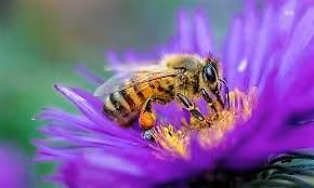 International Bee Day at Victoria Embankment Memorial Garden
