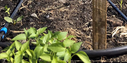 Veggielution Farm Volunteering - Saturday Field Work