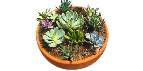 Succulent Sensations Bowl Workshop