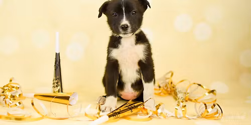 Adoption Event 12\/27 and 12\/28