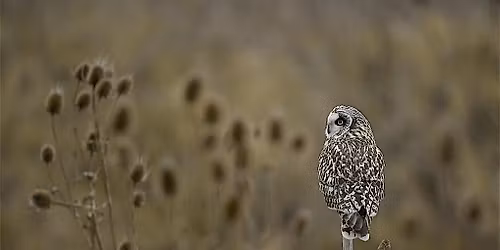Coach Trip: RSPB Wallasea Island