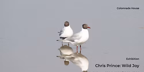 Chris Prince: Wild Joy