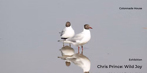 Chris Prince: Wild Joy