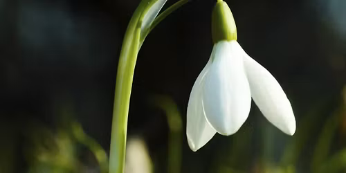 Snowdrop Planting\/Plannu Eirlysiau