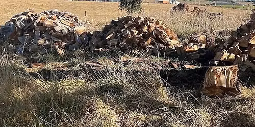 Woodchoppers wanted \ud83e\ude93 \ud83e\udeb5 \ud83d\udd25 \ud83e\udd7d\ud83e\uddba