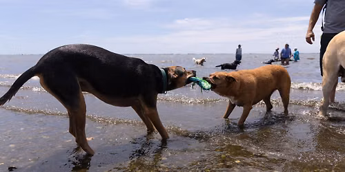 \ud83c\udf1e LI-DOG Beach Cleanup & Pawty at Mud Creek!