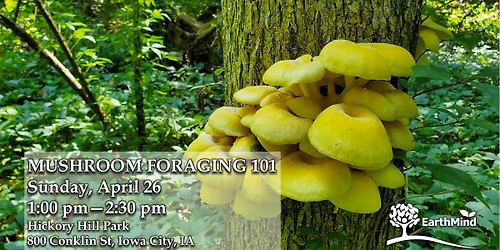 Mushroom Foraging 101