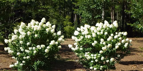 Choosing The Right Plants For The Landscape