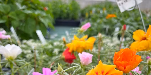 Beaver Dam FFA Annual Bedding-Plant Sale