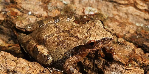 Moveable Minds: ANIMAL ADAPTATIONS