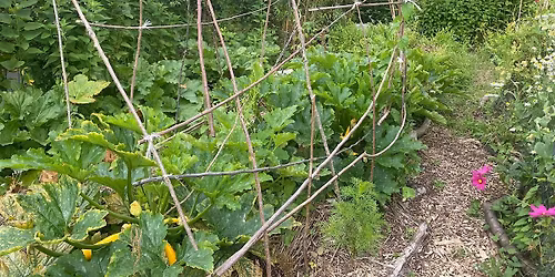 Gardening: How to grow salads, learn while volunteering