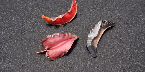 Leaves and Pods \u2013 Organic Fold Forming - In-Person Jewelry Class