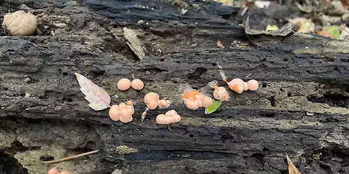 The Wonderful World of Decomposition