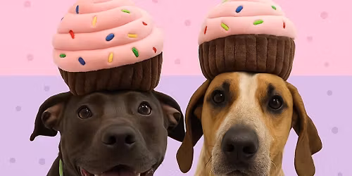 Adoption Day at Petco Patchogue