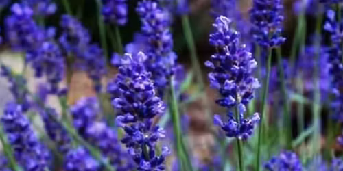 Uncommon Ranch Lavender Plant Sale