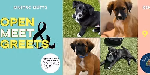 Pop-Up Puppy Playtime at the Kenosha Public Market - June 13th