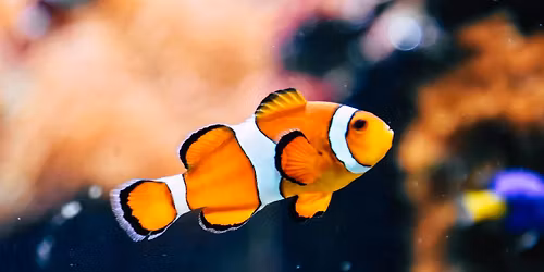 Fish Mania Class (6-8th grade) | STEAM Saturdays Class