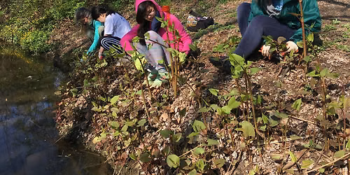 Invasive Plant Removal at Four Mile Run Park