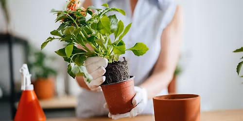 Class: Garden Workshop - Potted Plants