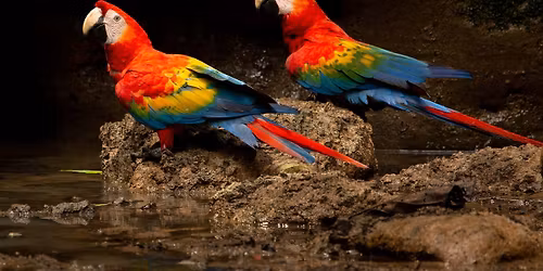 Amazonia Untamed: Birds & Biodiversity