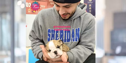 Puppy Yoga by Yoga Kawa Markham - Caucasian Sheppards