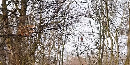 K\u00f6z\u00f6s edz\u00e9s a Normaf\u00e1n\u00e1l