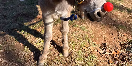 Who "Nose" You Might Like Volunteering