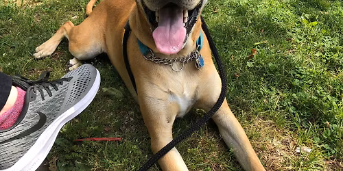 Refined Canines in the REAL WORLD - Stratford CT