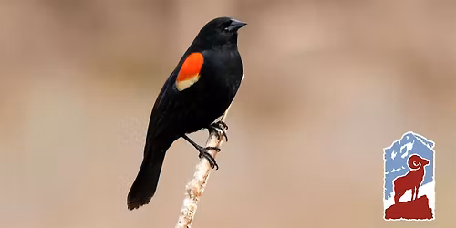 Mindfulness & Birding in Rocky Mountain National Park