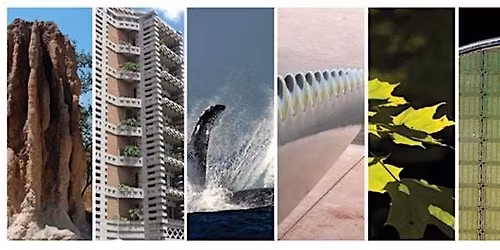 Biomimicry Design as a Spark for Innovation