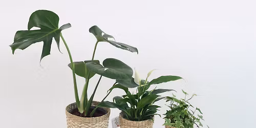 An A-Z of houseplants with Howard Drury 