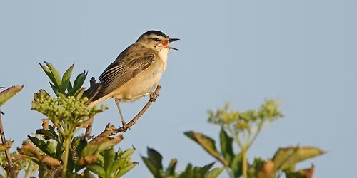 Spring birdsong walk with breakfast