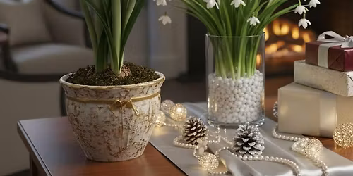 Bulbs for the Holidays: Amaryllis, Paperwhites & More - Novato