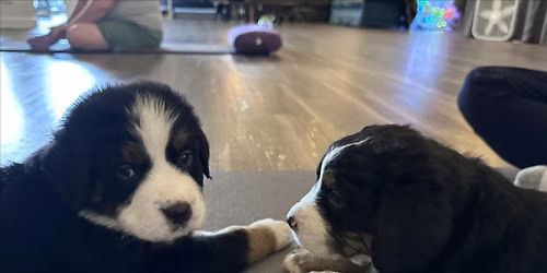 Puppy Yoga