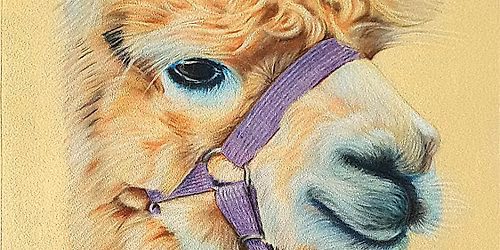 Learn how to draw an Alpaca in soft pastels with artist Paul Holmes: \u00a375