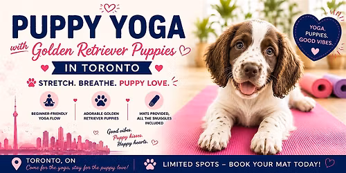 Springer Spaniel Puppy Yoga in Vaughan