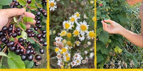 Foraging Walk - Montrose Bird Sanctuary