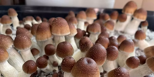 Growing Mushrooms at Home the Easy Way